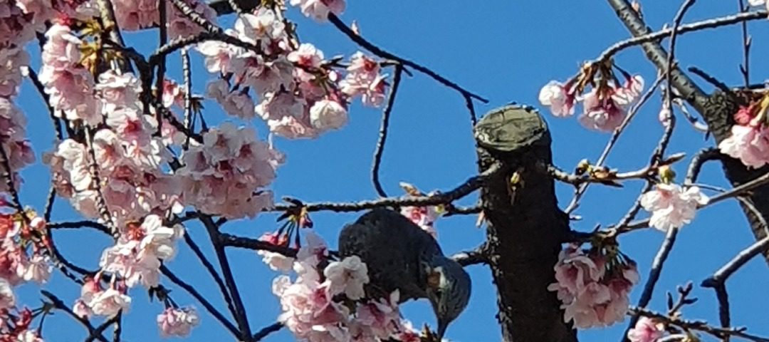 birds1